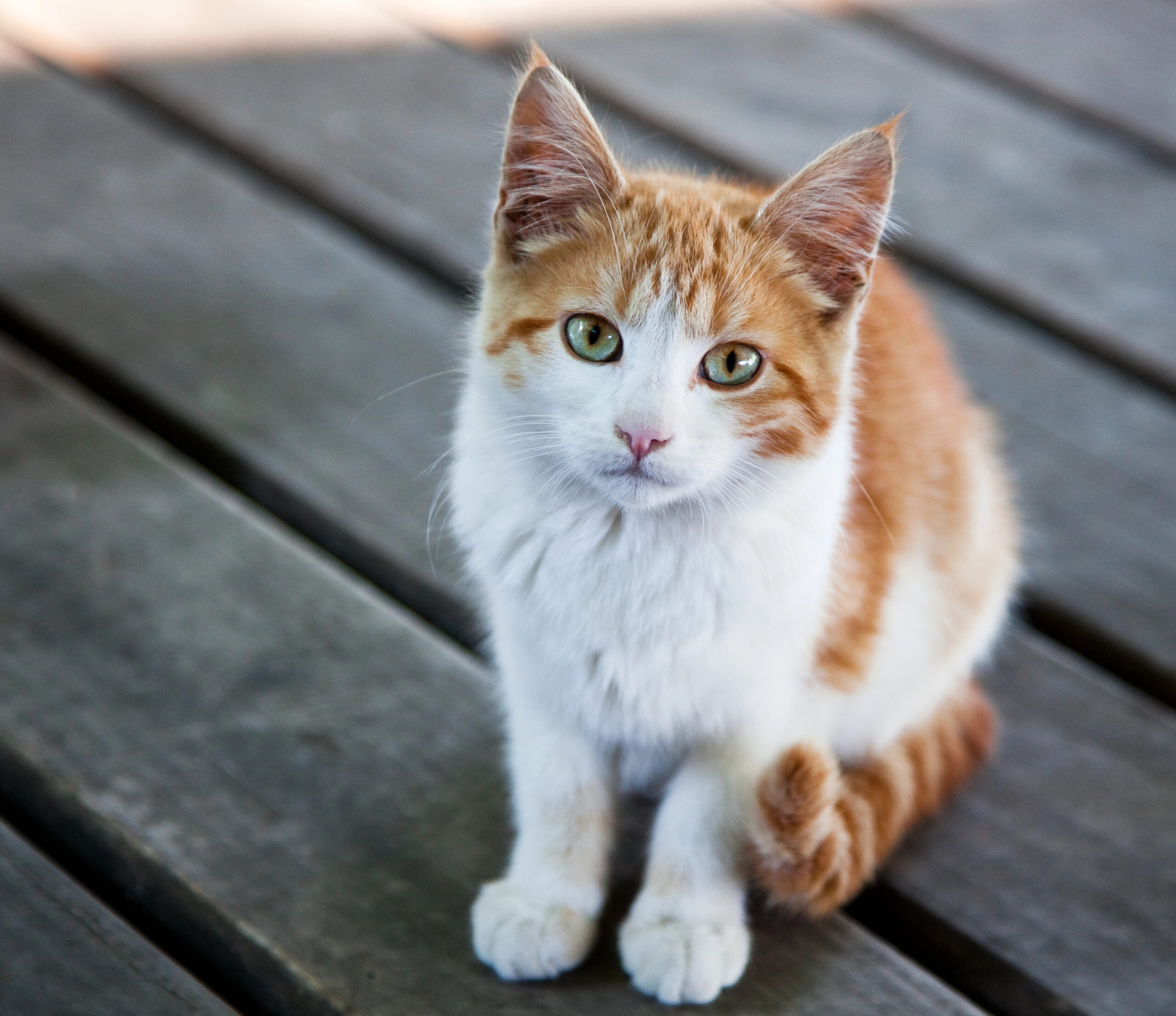 What I’ve Learned About Feline Immunodeficiency Virus (FIV)